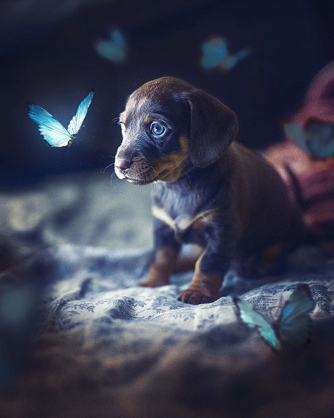 Puppy staring at glowing butterfly photoshop glow effect