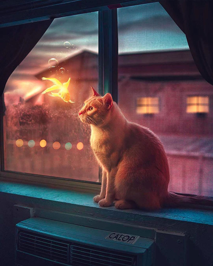 Cat staring at glowing goldfish in the air