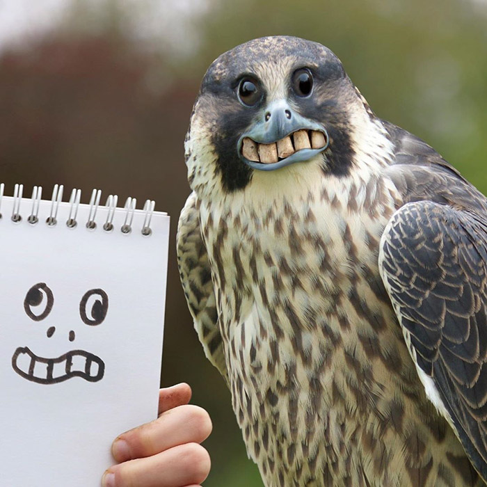 eagle Photoshop with teeth kids drawings