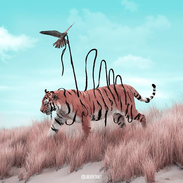 Tiger - animal photoshop