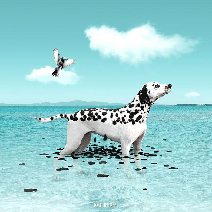 Dalmatian - animal photoshop