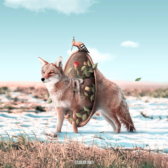 Wolf - animal photoshop