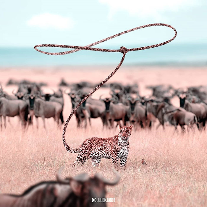 Cheetah - animal photoshop