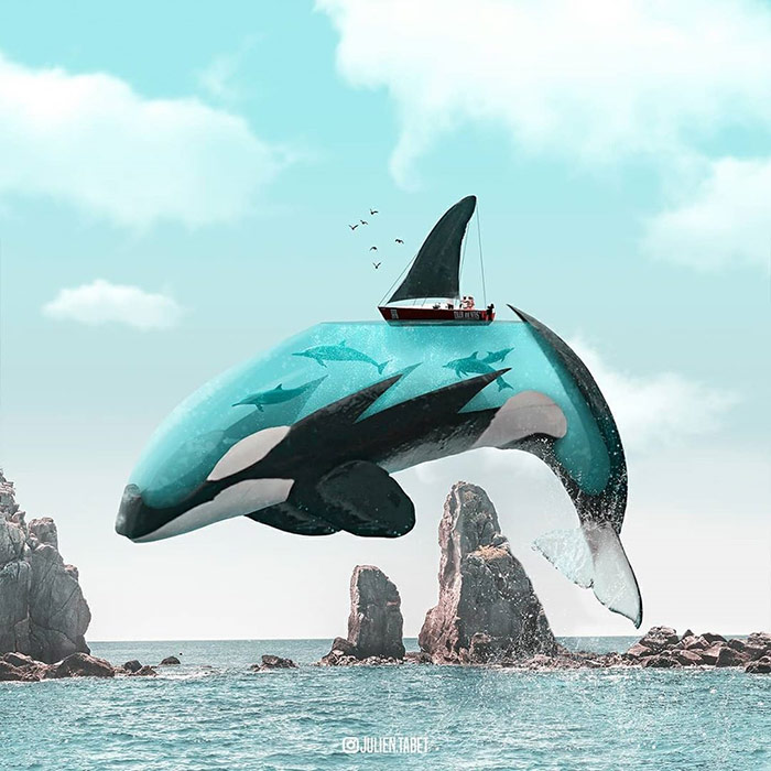 Killer whale - animal photoshop