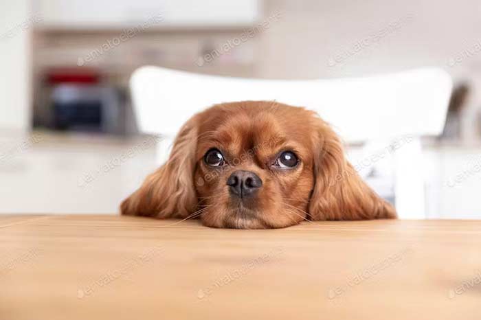Cute Dog Behind the Kitchen Table Photo